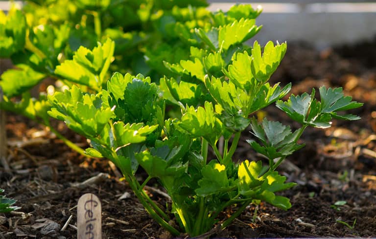 celery in raised garden bed