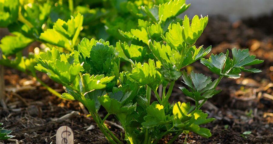 celery in raised garden bed