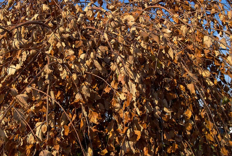 birch tree leaves in autumn