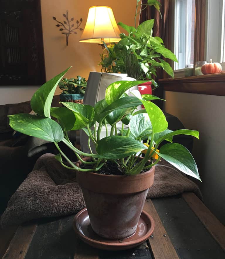 winter indoor gardening