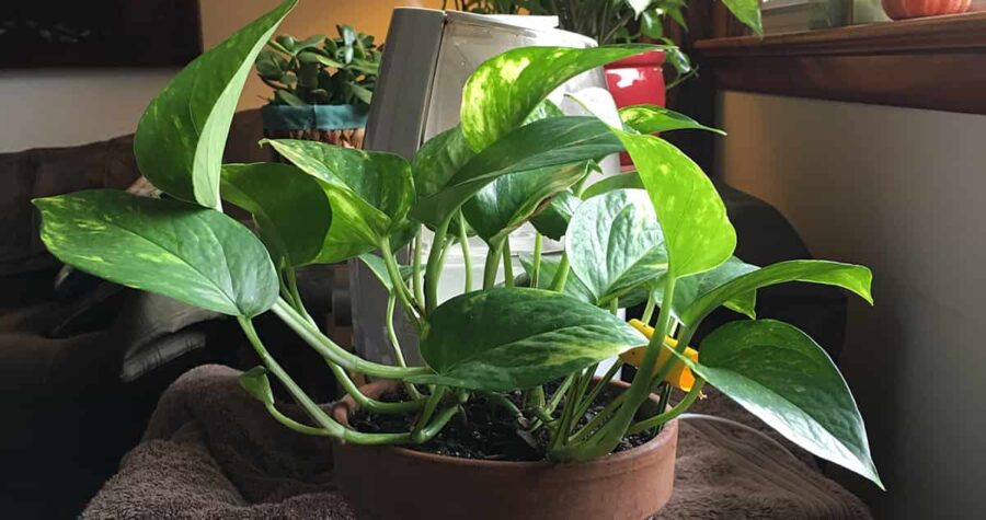 winter indoor gardening