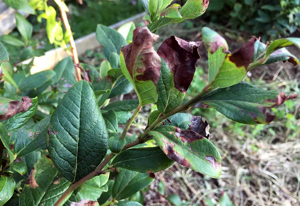 how to prune blueberries