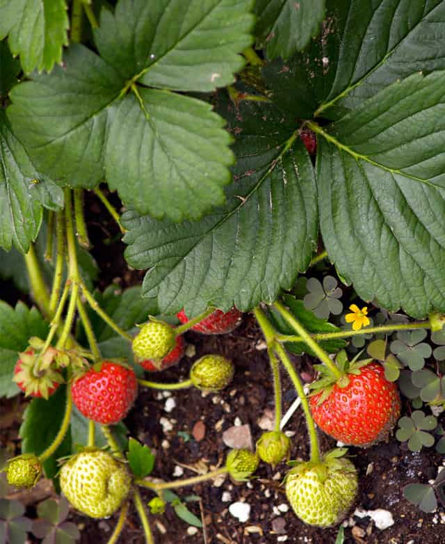 How To Lower PH In Soil make It More Acidic Big Blog Of Gardening
