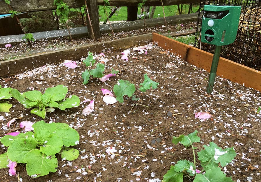 scarecrow animal repeller