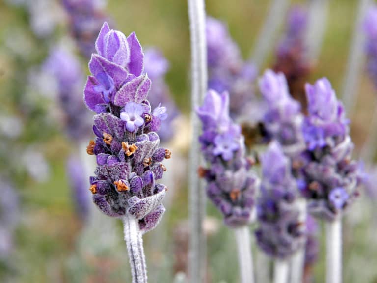 how to grow lavender