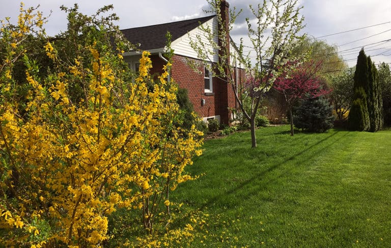 plant trees climate change