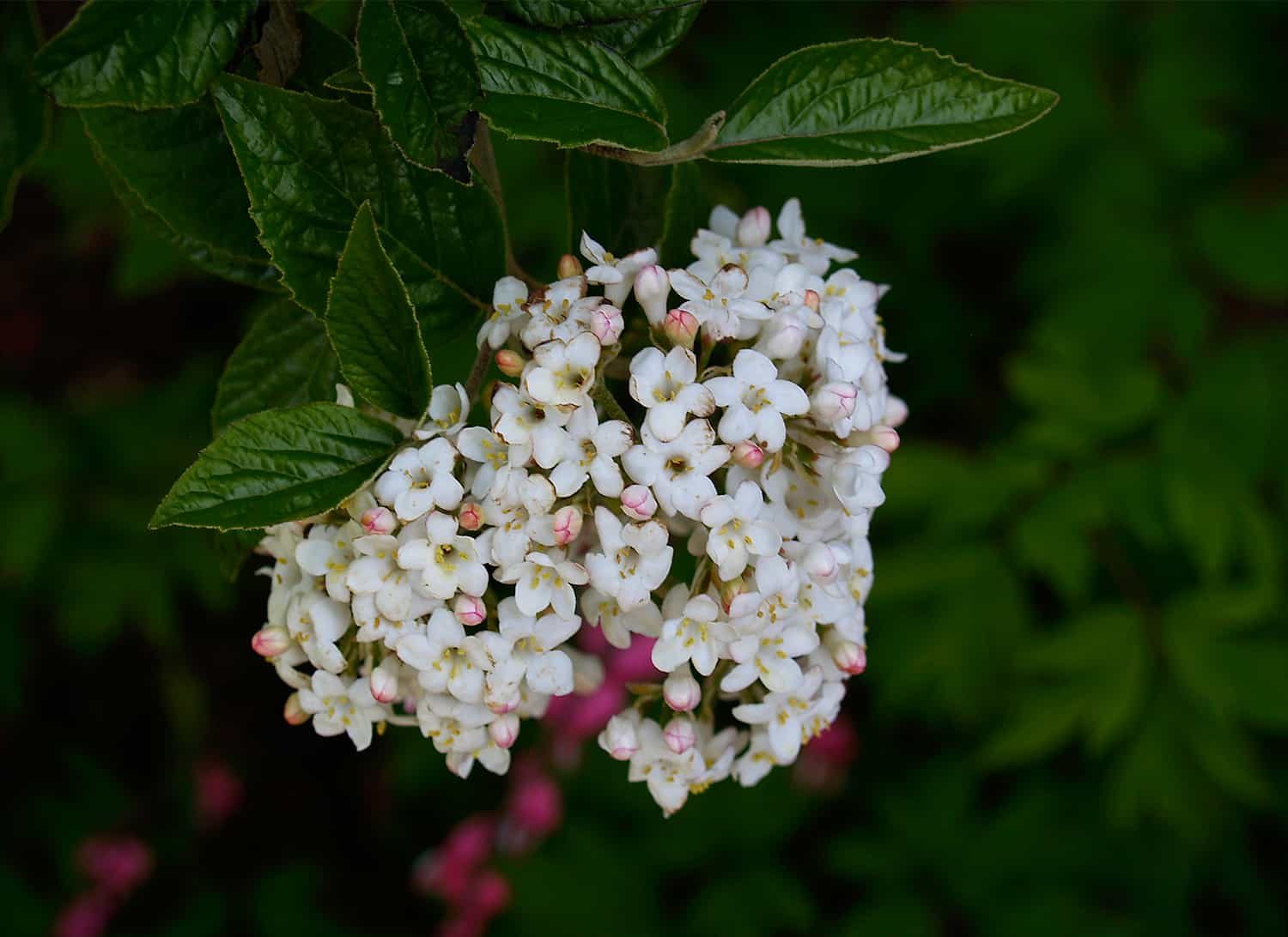 viburnums thrive in acidic soil