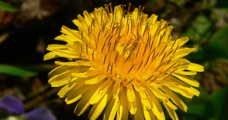 dandelion