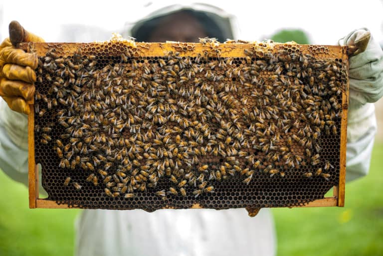 urban beekeeping, urban beehive
