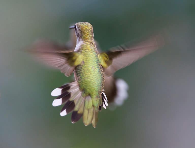 ruby throated hummingbird