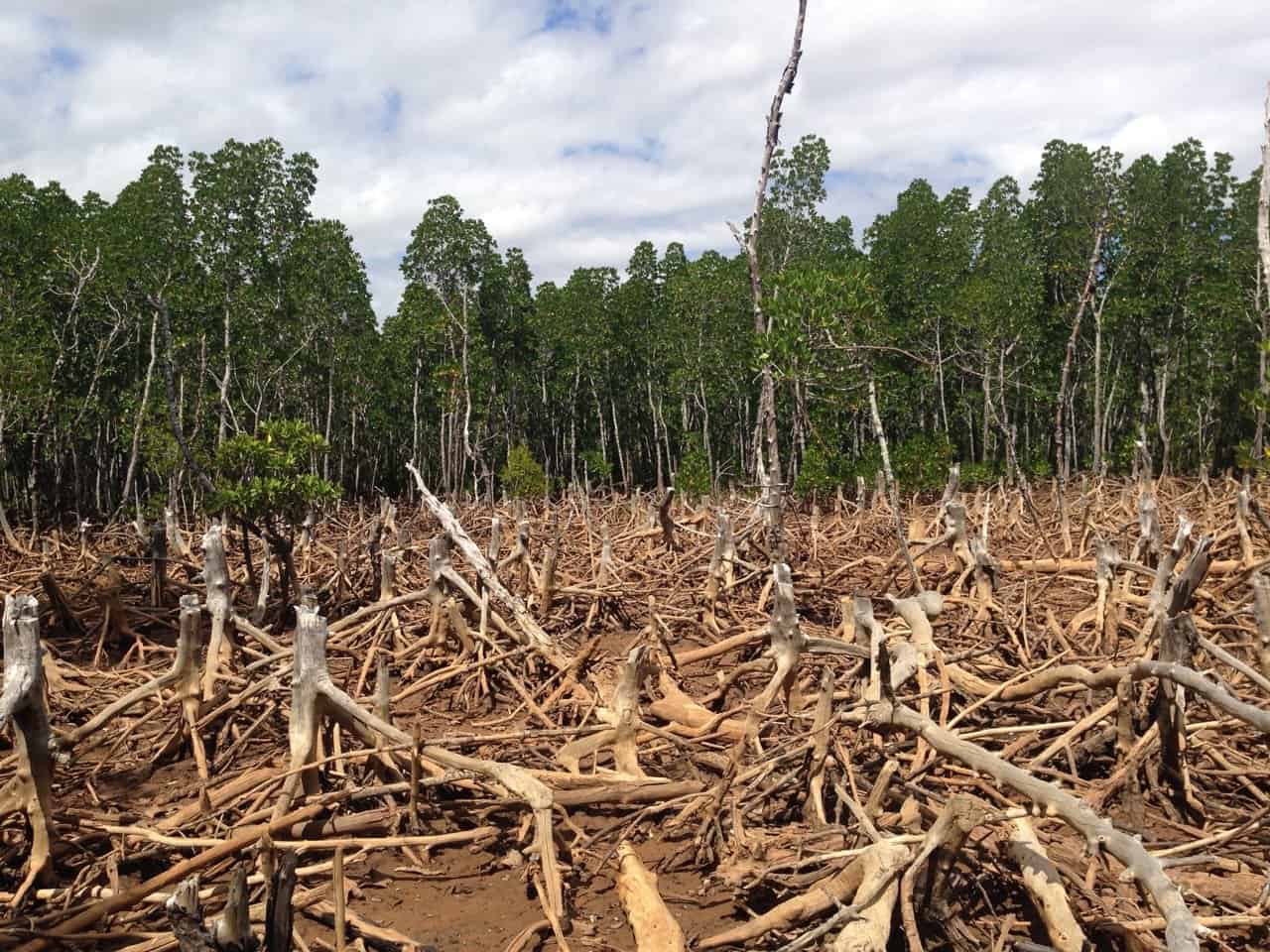 deforestation
