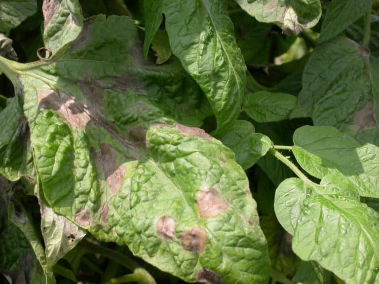 tomato blight lesions