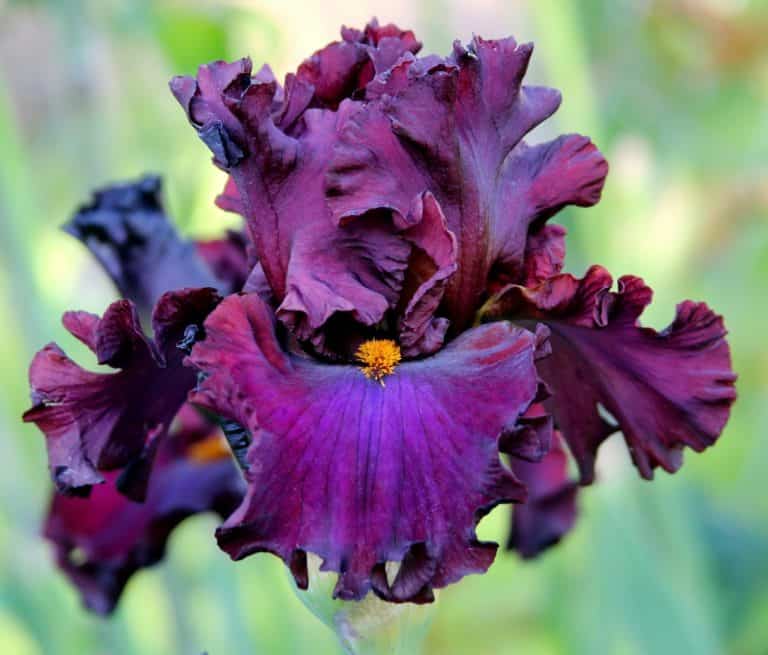 bearded iris