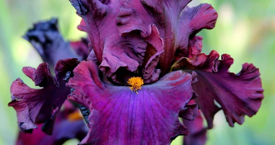 bearded iris