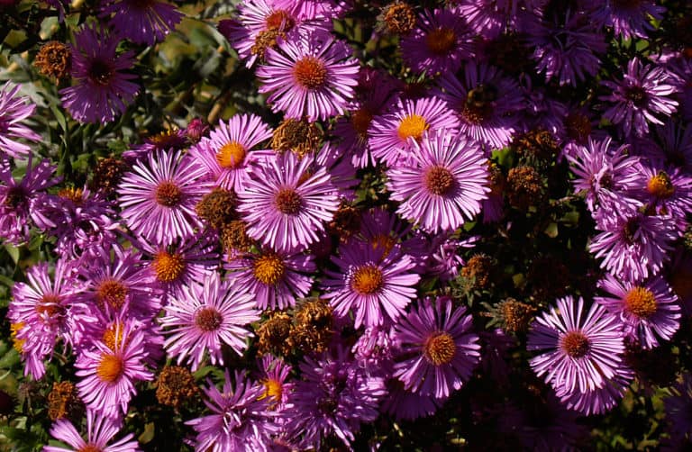 new york aster