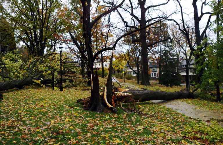 tree damaged from winter storm