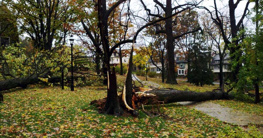 tree damaged from winter storm