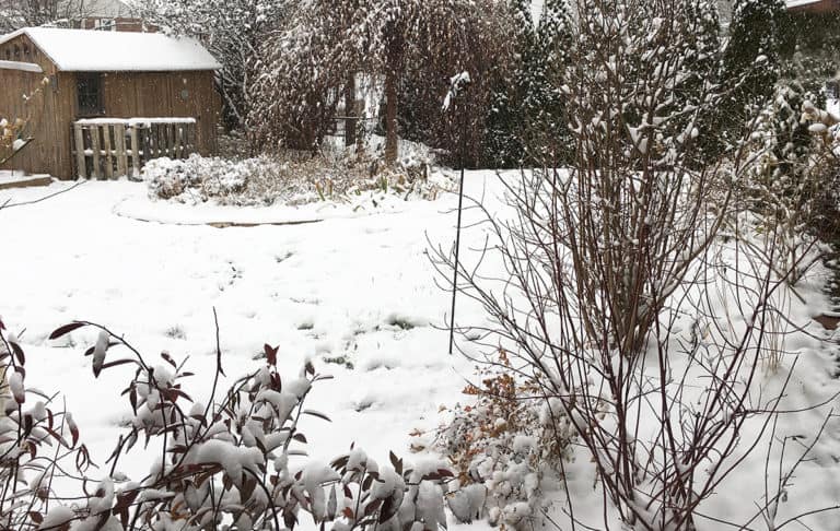 garden in snow