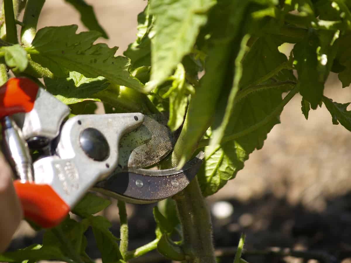 how to prune tomato plants
