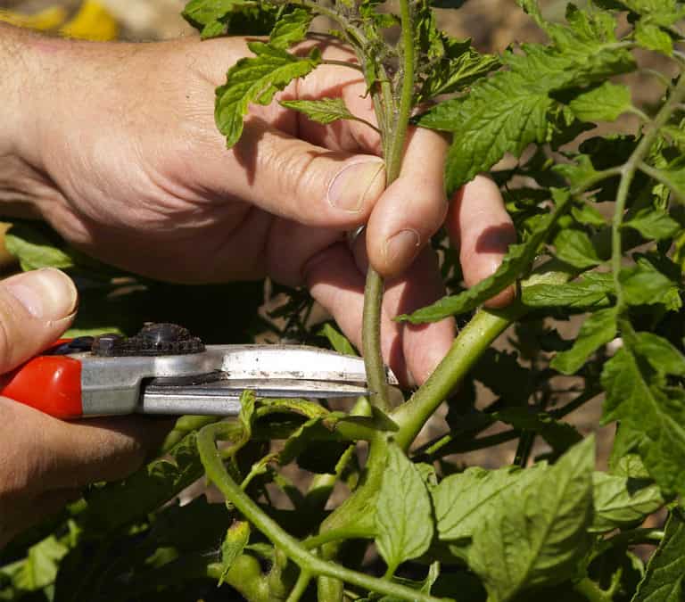 pruning tomato sucker