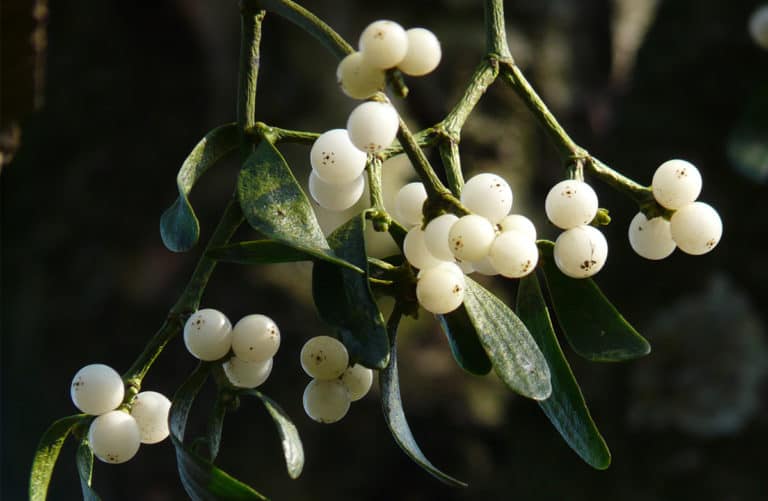 mistletoe