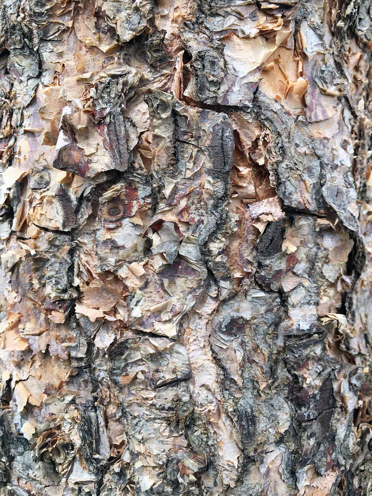 river birch tree exfoliating bark winter