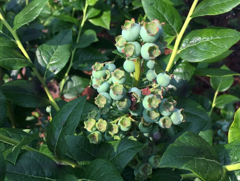 how to grow blueberries