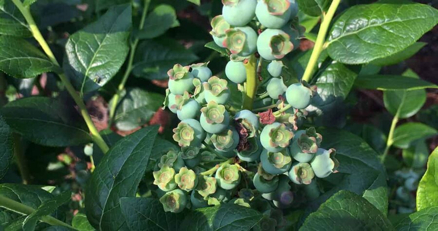 how to grow blueberries