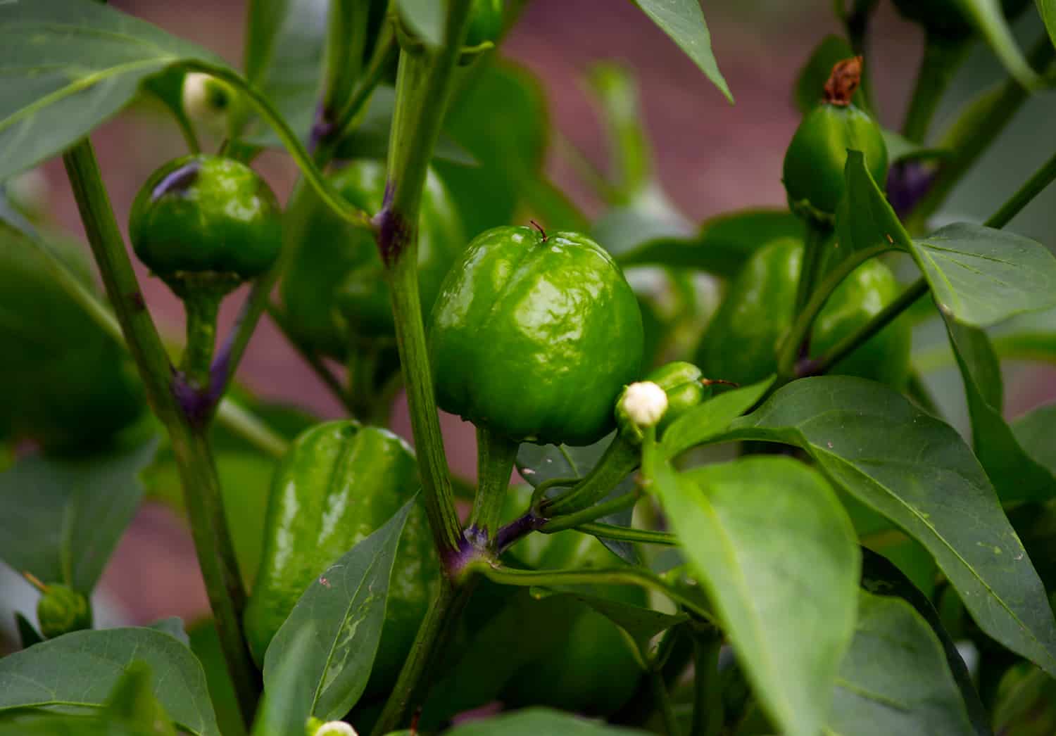 how to grow sweet peppers and hot peppers