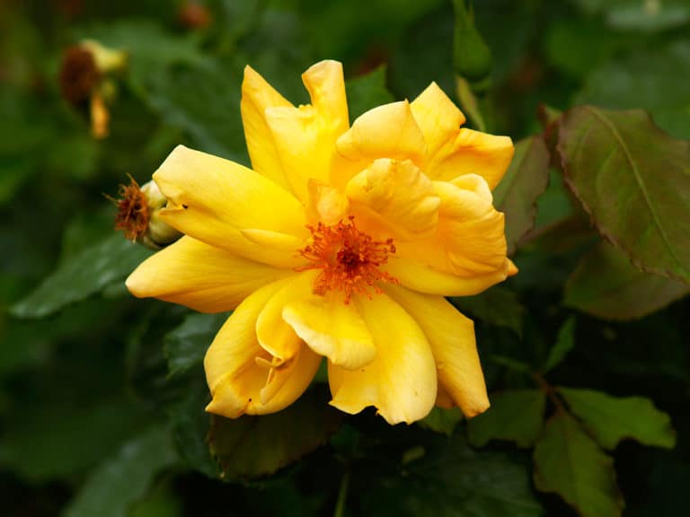 yellow climbing rose