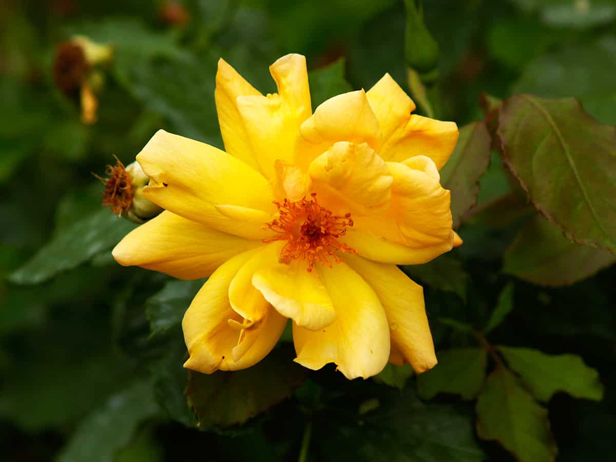 como cuidar una rosa trepadora