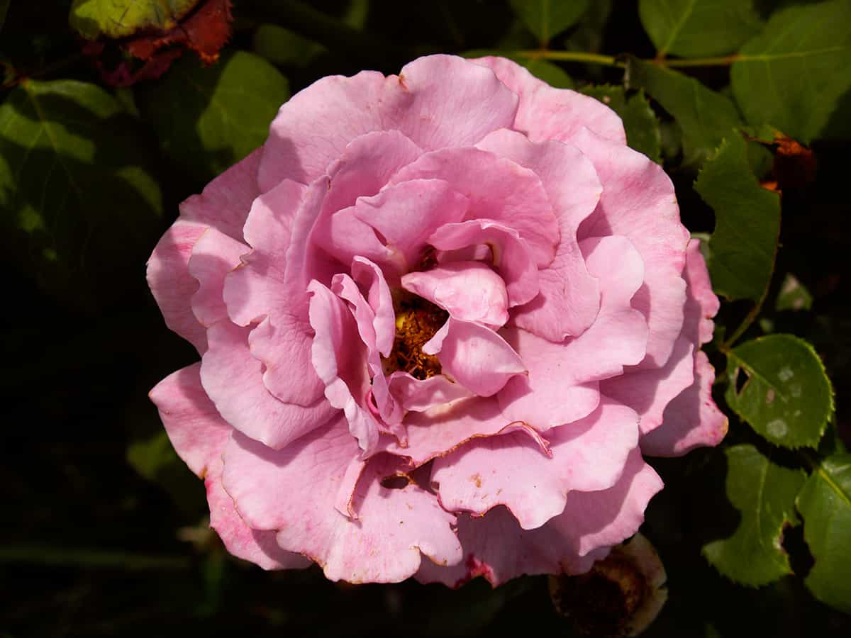 como cuidar un rosal arbustivo