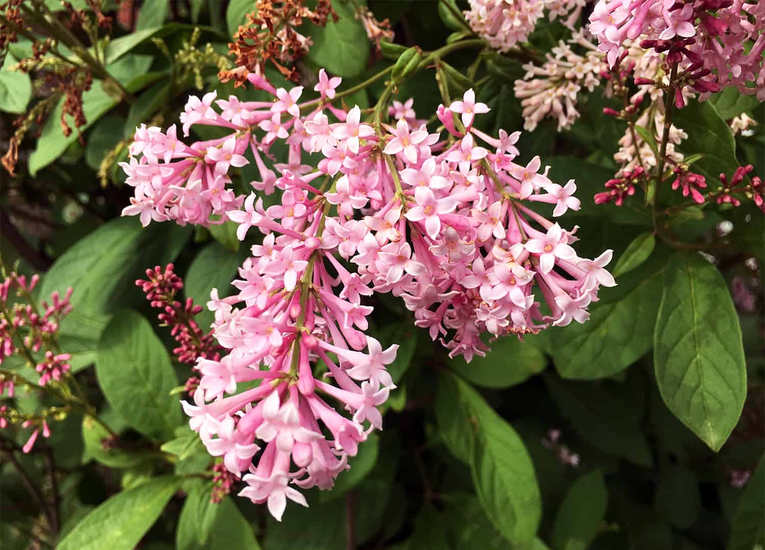 Tips For Growing Lilac Bushes