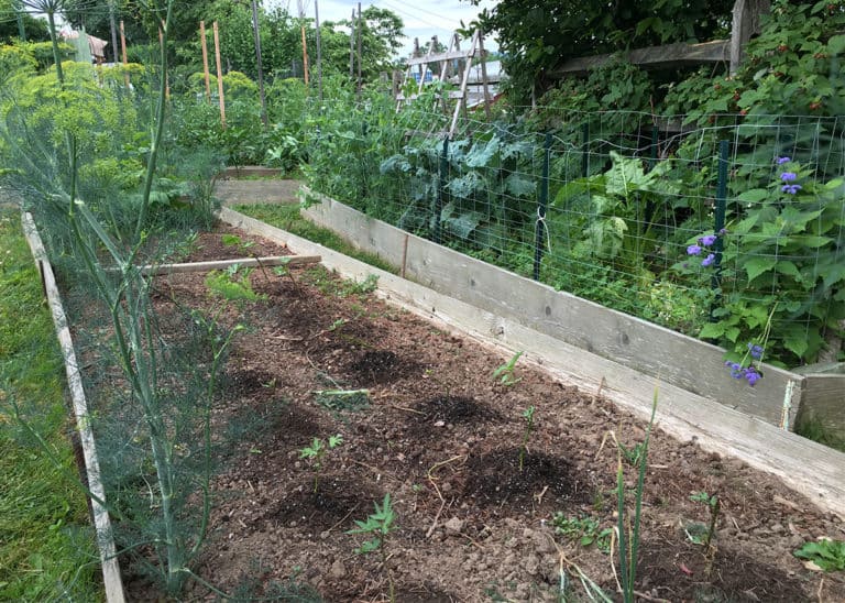 organic vegetable garden