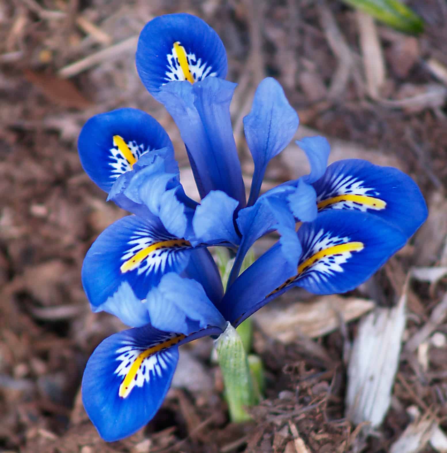 blue crocus