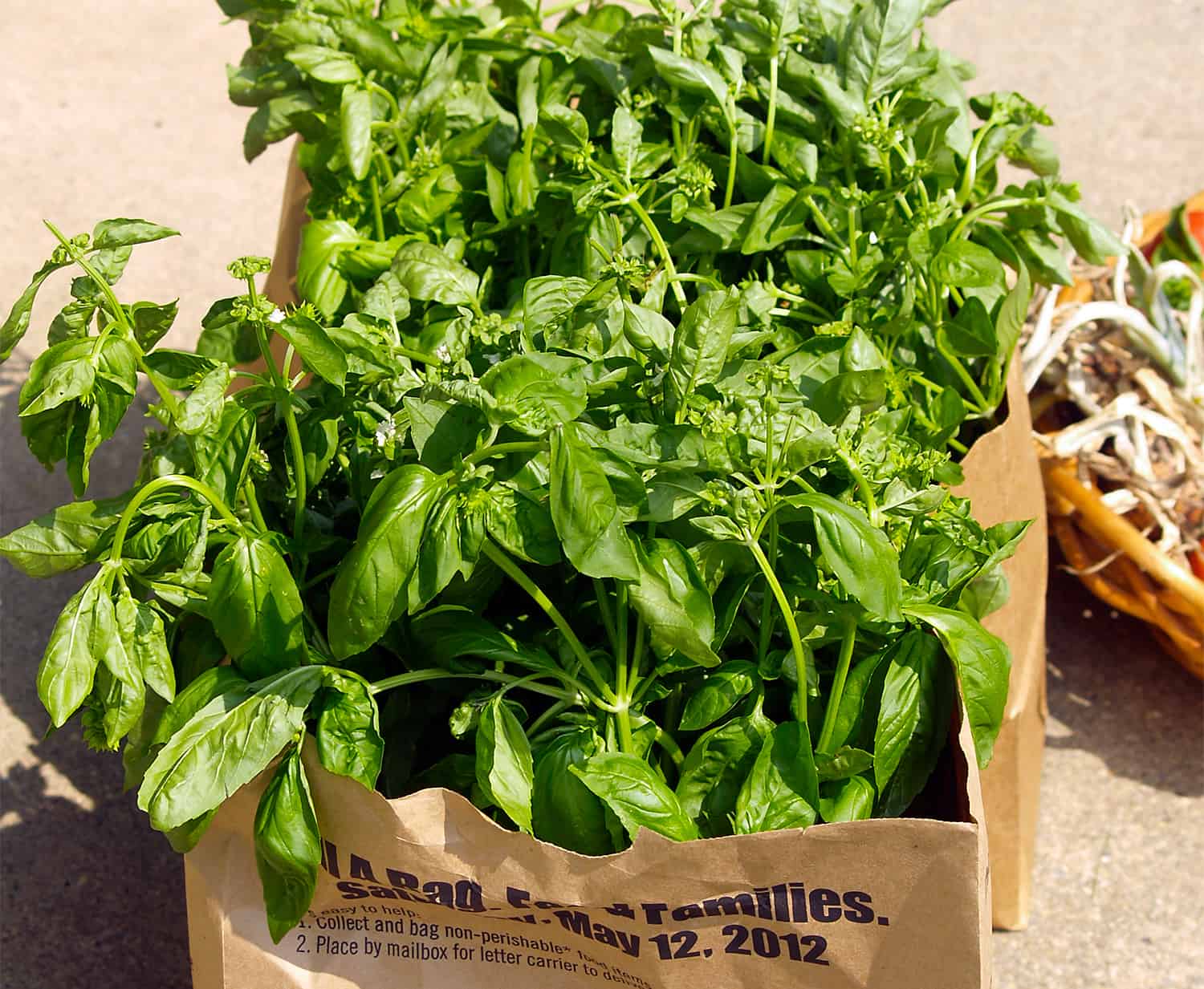 basil in paper bags