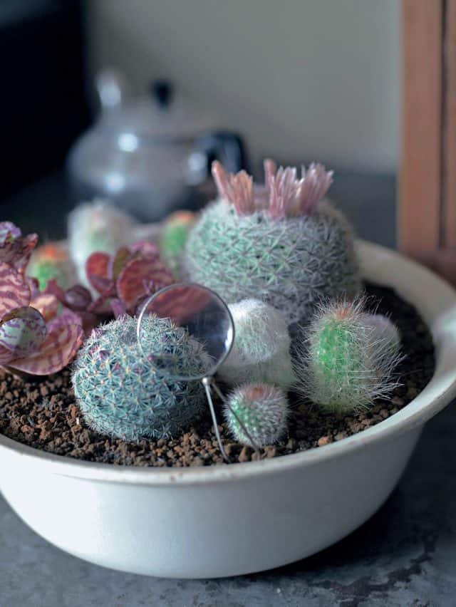 Review: The Gardener's Guide To Succulents * Big Blog of Gardening