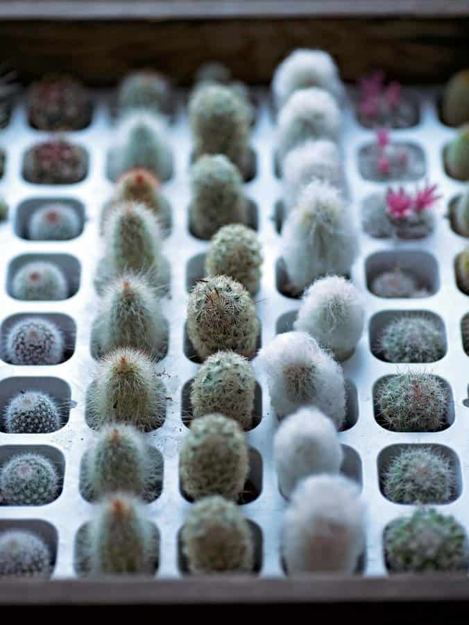 gardeners guide to succulents Misa Matsuyama