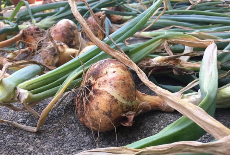 how to grow onions