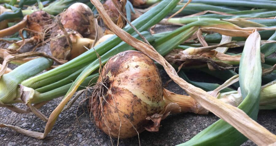 how to grow onions