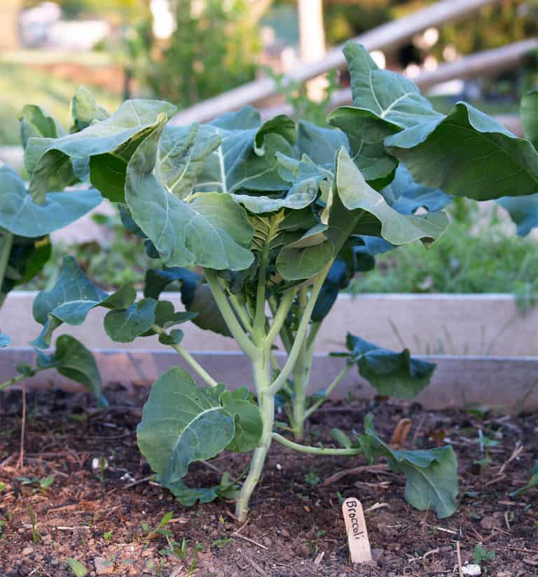 how to grow broccoli