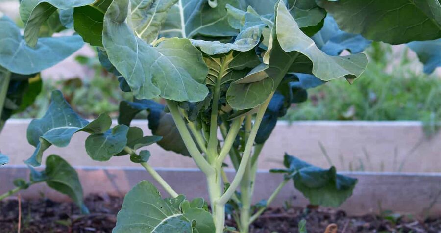how to grow broccoli