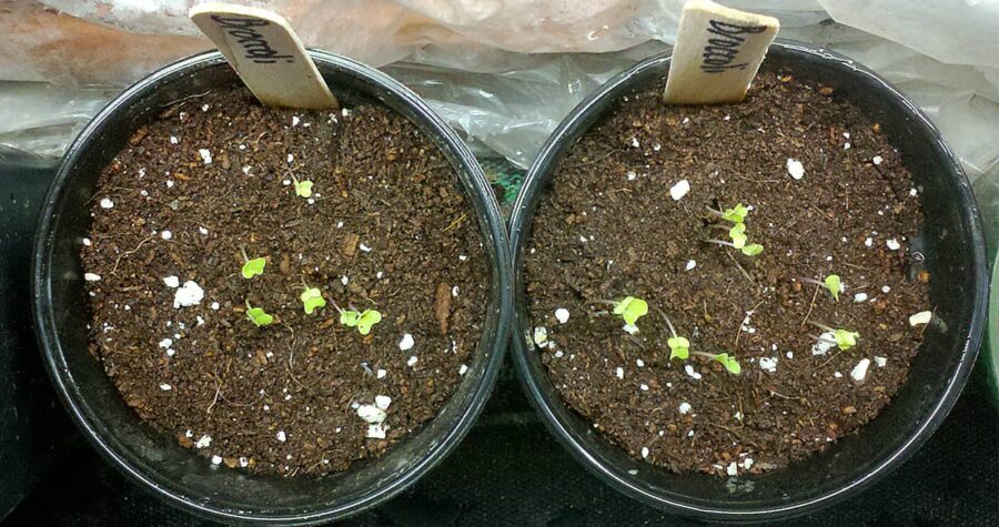 broccoli seeds germinated in pots