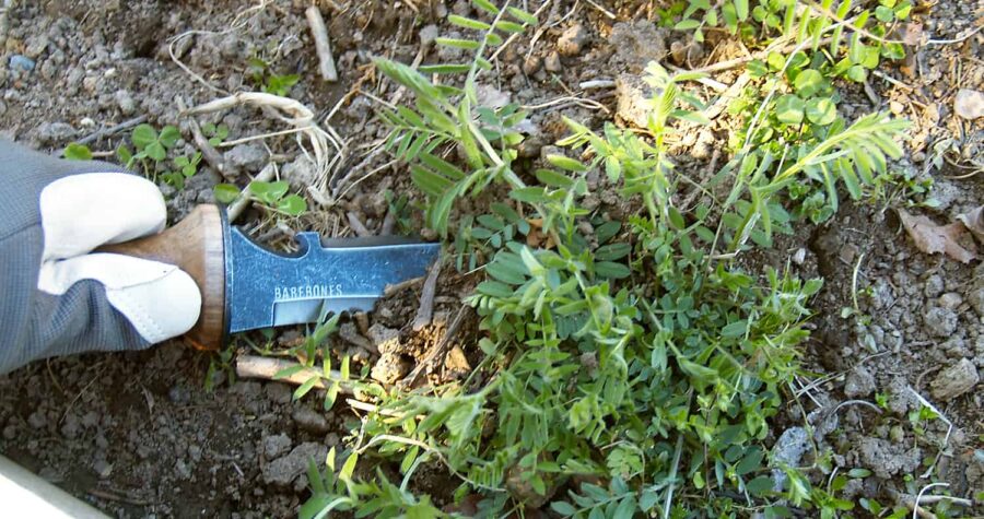 hori hori knife garden tool review