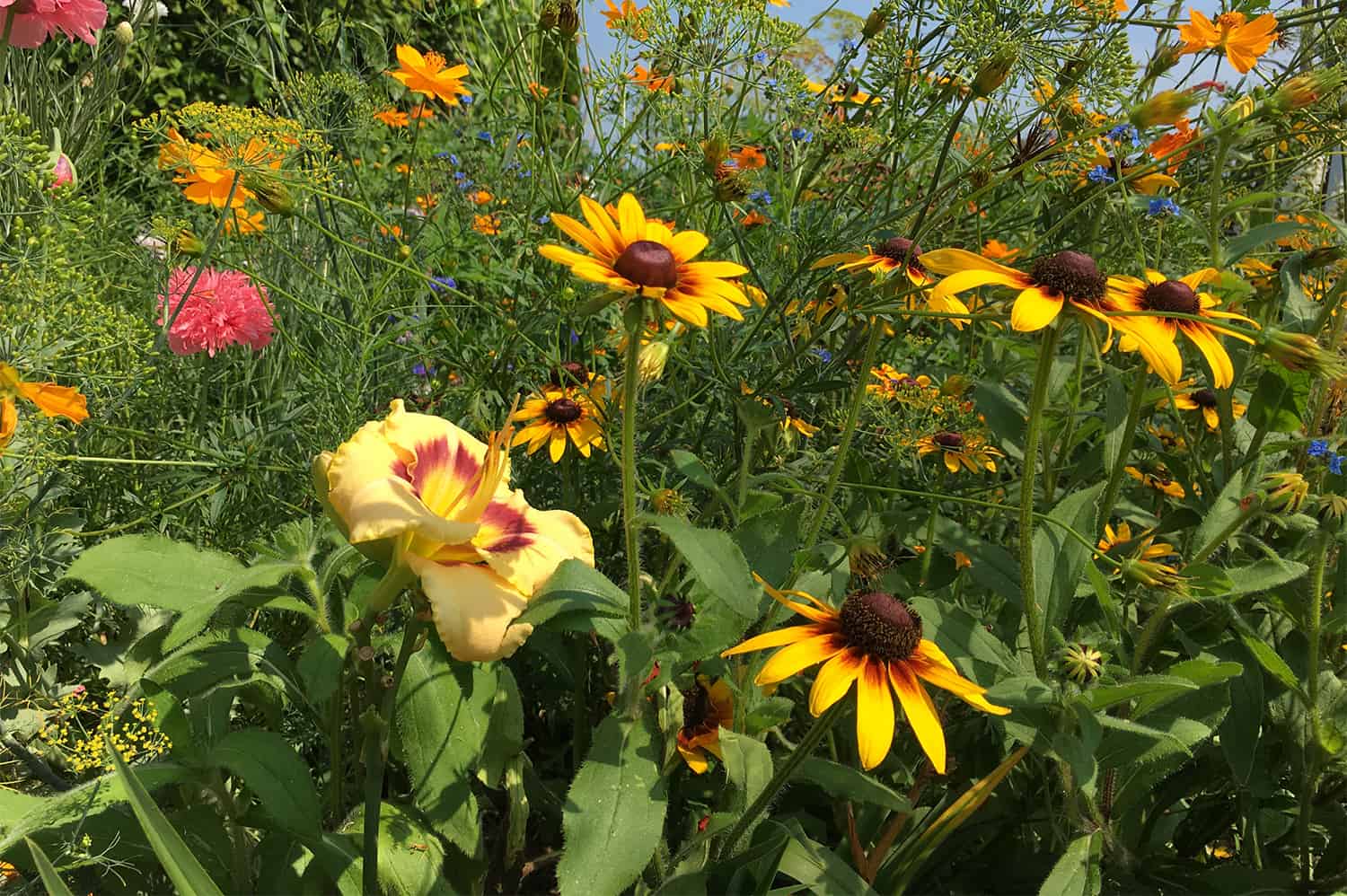 Gardening on Steep Slopes  Mississippi State University Extension Service