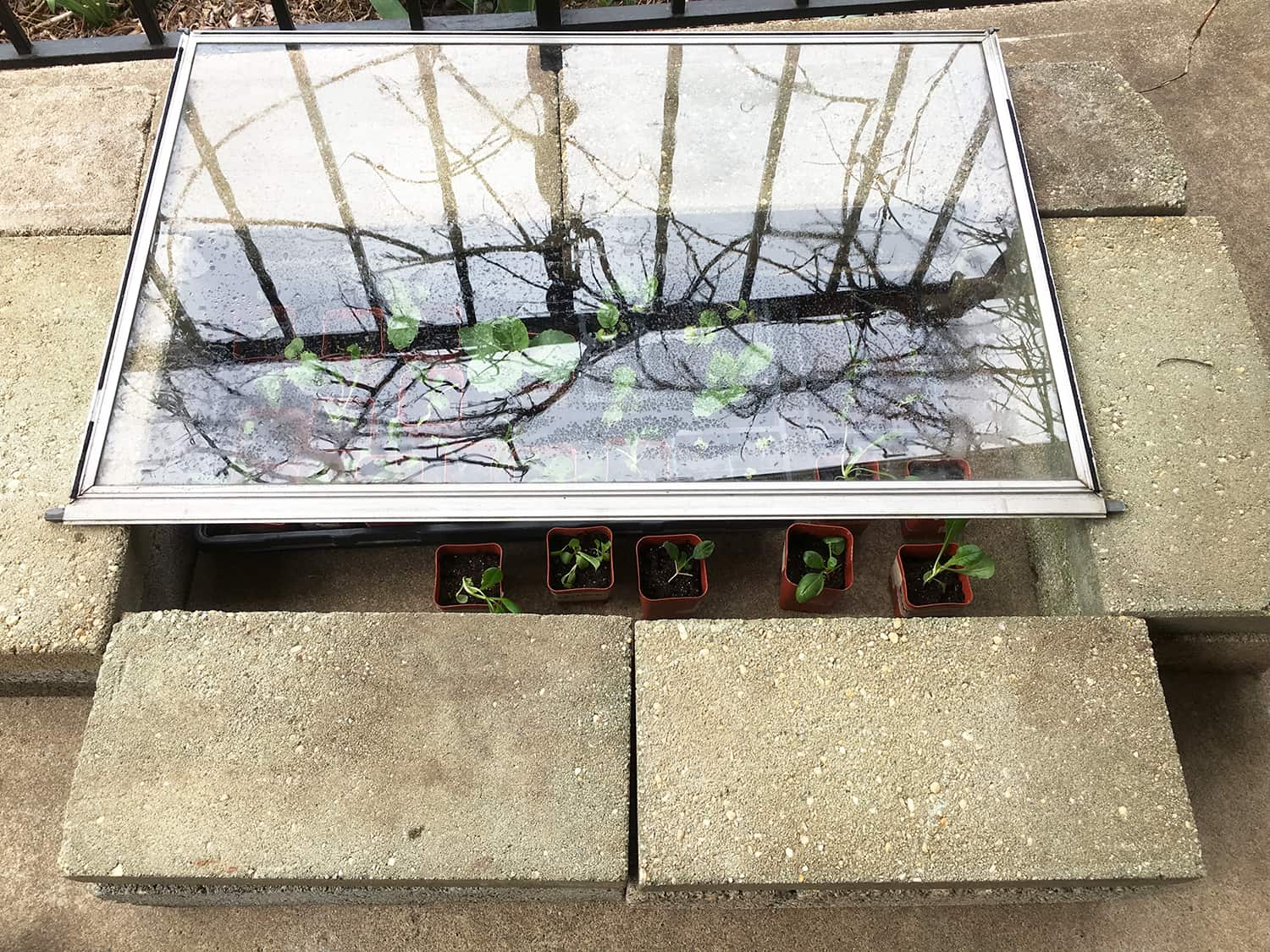 cold frame