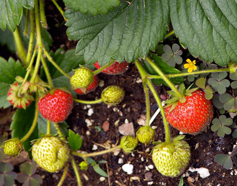 how to grow strawberries