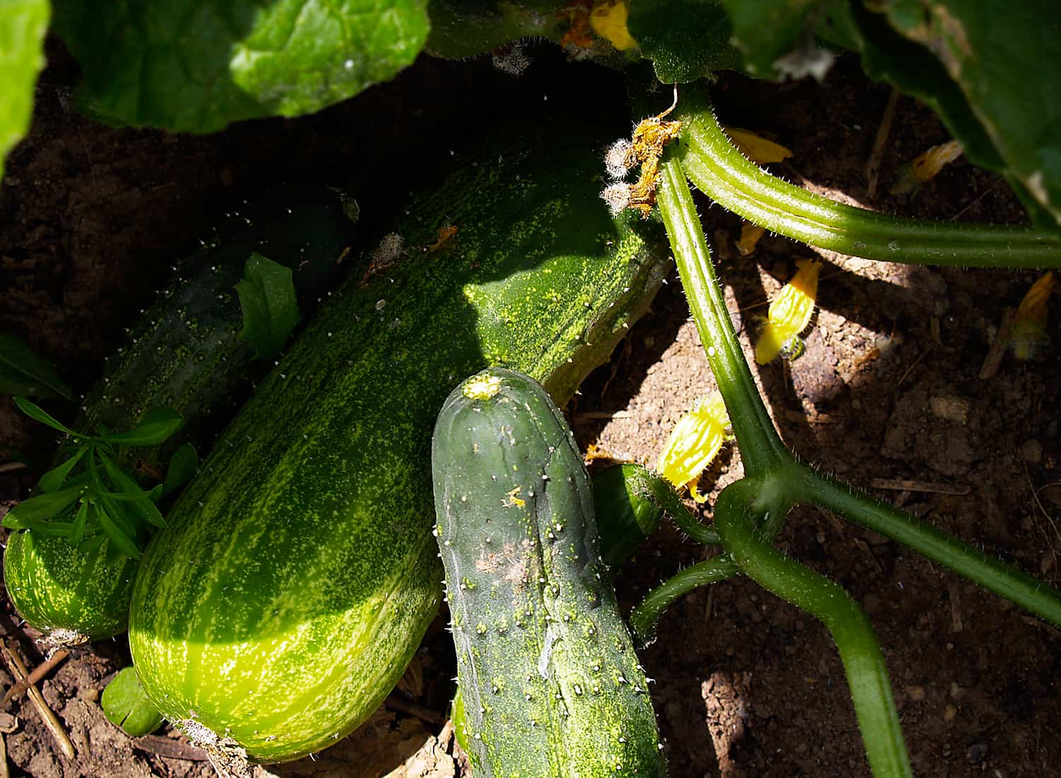 What to Do About Bitter Cucumbers - Organic Gardening Blog