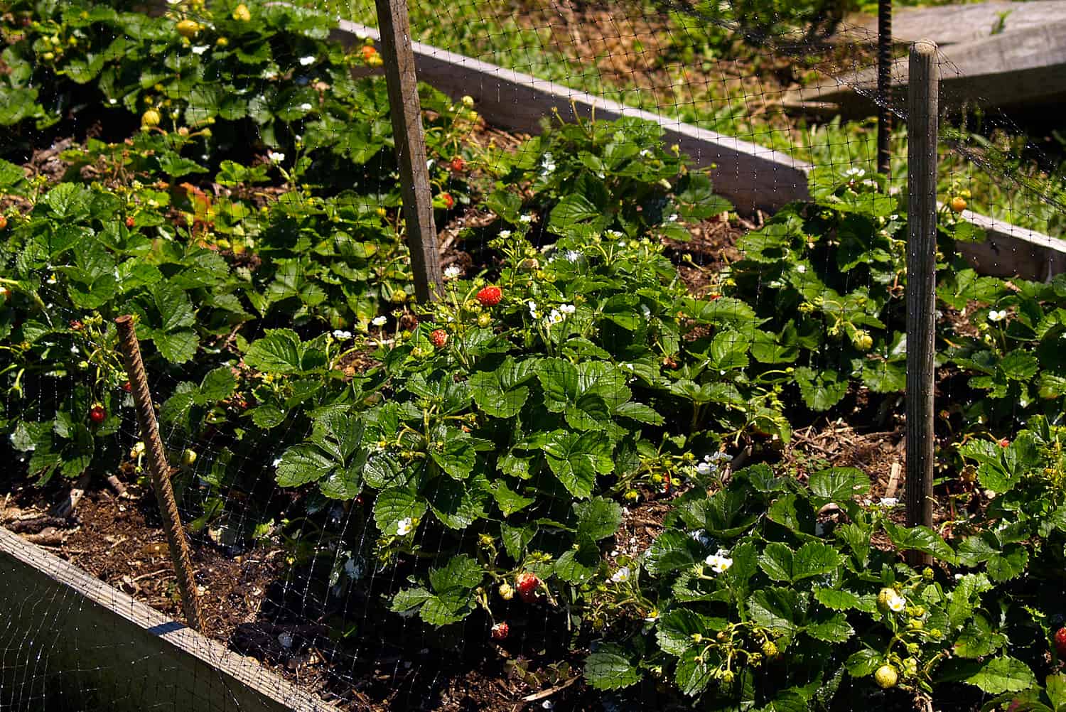 strawberry patch protected by bird netting