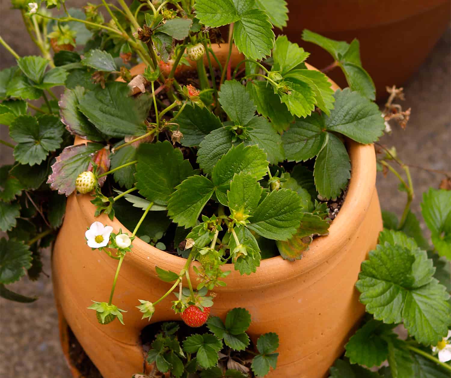 strawberries grown in containers